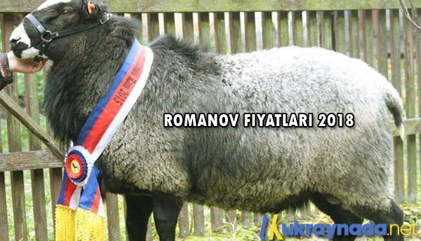 ukraynadaNet's tweet photo. https://t.co/66fDJgDNSr #ukrayna #romanov #romanovkoyunu #romanovkoyunfiyatları #ukraynadaromanov #ukraynadanromanov https://t.co/XmUnb8mVuJ