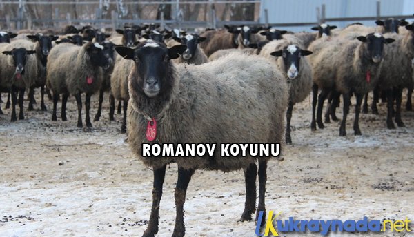 ukraynadaNet's tweet photo. https://t.co/66fDJgDNSr #ukrayna #romanov #romanovkoyunu #romanovkoyunfiyatları #ukraynadaromanov #ukraynadanromanov https://t.co/XmUnb8mVuJ