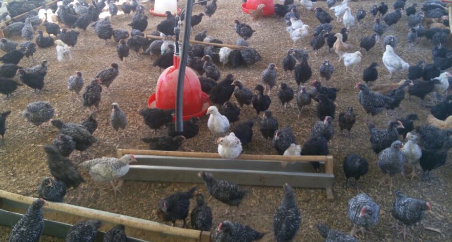 Month old chicks for sale at <a href="/Kalropoultry/">KALRO-NON-RUMINANT</a>