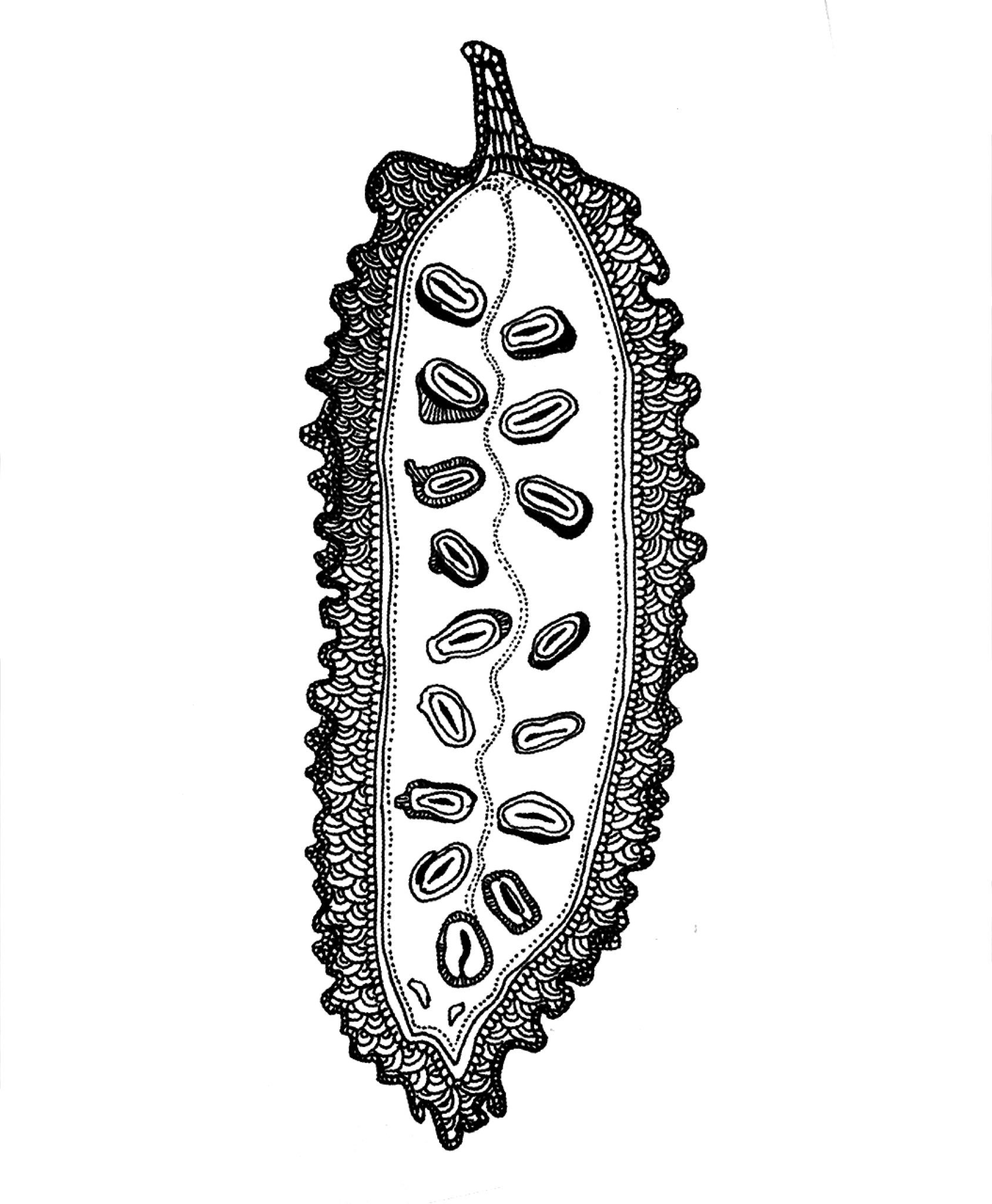 Saki ボールペン画 断面図シリーズ ゴーヤ T Co Kbk6vrzmlc 断面図 イラスト ゴーヤ 果物 Pen Art Illustration Bittergourd T Co Ogcabaoks2 Twitter