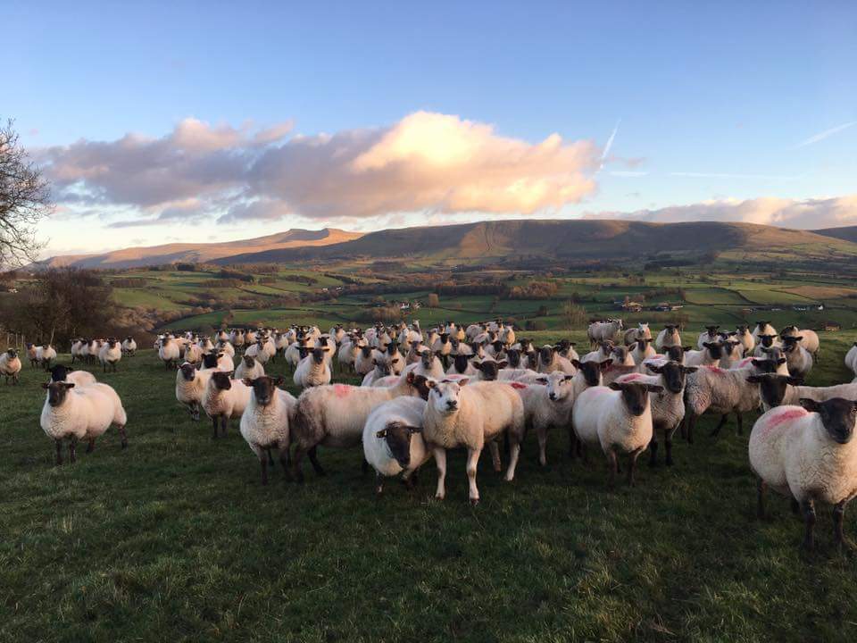 beaconsWLamb's tweet photo. Here goes with our first ever tweet😀.
Promoting the best #WelshLamb
We supply fresh or frozen #grassfed lamb boxes from our farm in the #breconbeacons. Our flocks are #Texel &amp; #Cheviot crosses and a pure bred #BlackWelshMountainSheep. We also supply the #catering trade. https://t.co/foeCvhyB20