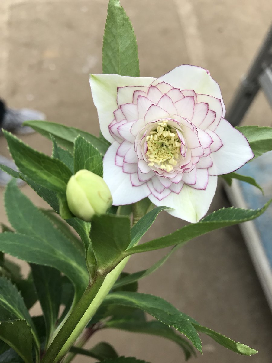 ジョイフル本田 ガーデンセンター ガーデンセンター宇都宮店 本日東京の野田園芸さんにクリスマスローズを買付けに行きました カワイイ子達を連れて帰ってきたので是非ご来店下さい 店頭には明日並びますのでお楽しみに クリスマスローズ