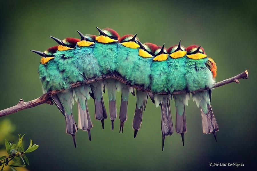 wildwoyages's tweet photo. BIRD CATERPILLAR!
Isn't it an incredible shot?

Photo by: @jose_luis_rodriguez_fotografo via https://t.co/op46bgRSc9
Location: Spain

Follow, like and tag @WildWoyages and use the hashtag #WildWoyages to get featured 

#BeeEater #Birds #IndianBirds #WildlifePhotography https://t.co/hmC6g0eM66