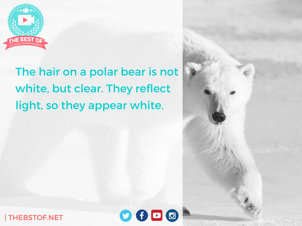 Hasannabha93's tweet photo. #PolarBears #Animals #Colors #Clear #White #Reflection #Facts #TheBestOf https://t.co/LuMaVPfKOp
