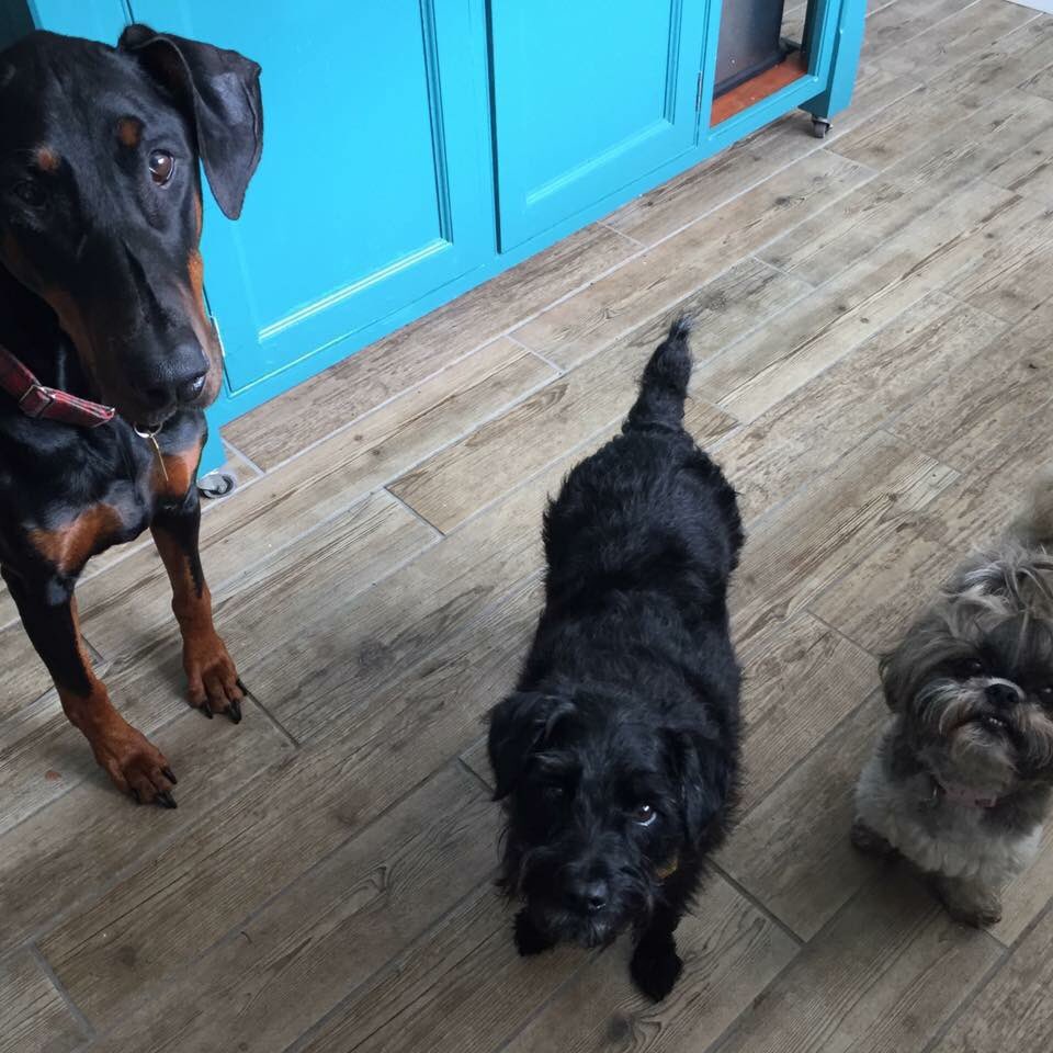 CrazyDogsLady's tweet photo. Hi there 👋 #dog #hello #hi #terriblethree #terrier #shihtzu #dobie https://t.co/BxXGnbwqPY
