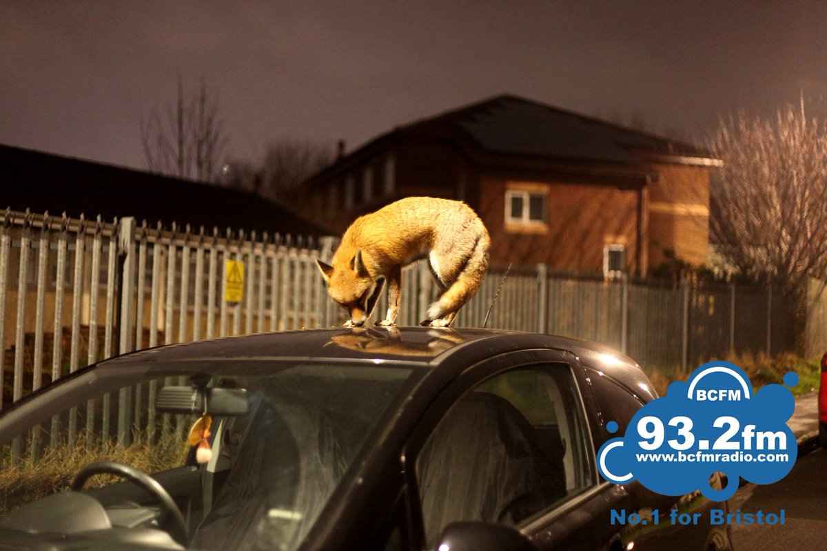 Ian Wade Photography tweet media