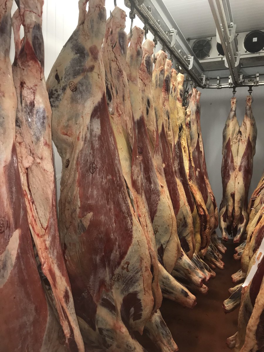 We are back!! After a fantastic Christmas and new year we have plenty going on again 
Local Gloucester old spots
Lambs this week from Angmering park farm 
Highlands from Pulborough and a meeting with the white park committee this afternoon