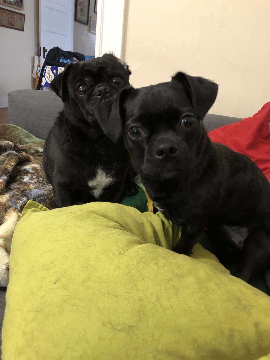 efboltz's tweet photo. Pugs get so fluffy when they get wet and leave so much more hair than usual on all surfaces #RIPcouch #PugLife https://t.co/Qc6i7hm9Ir