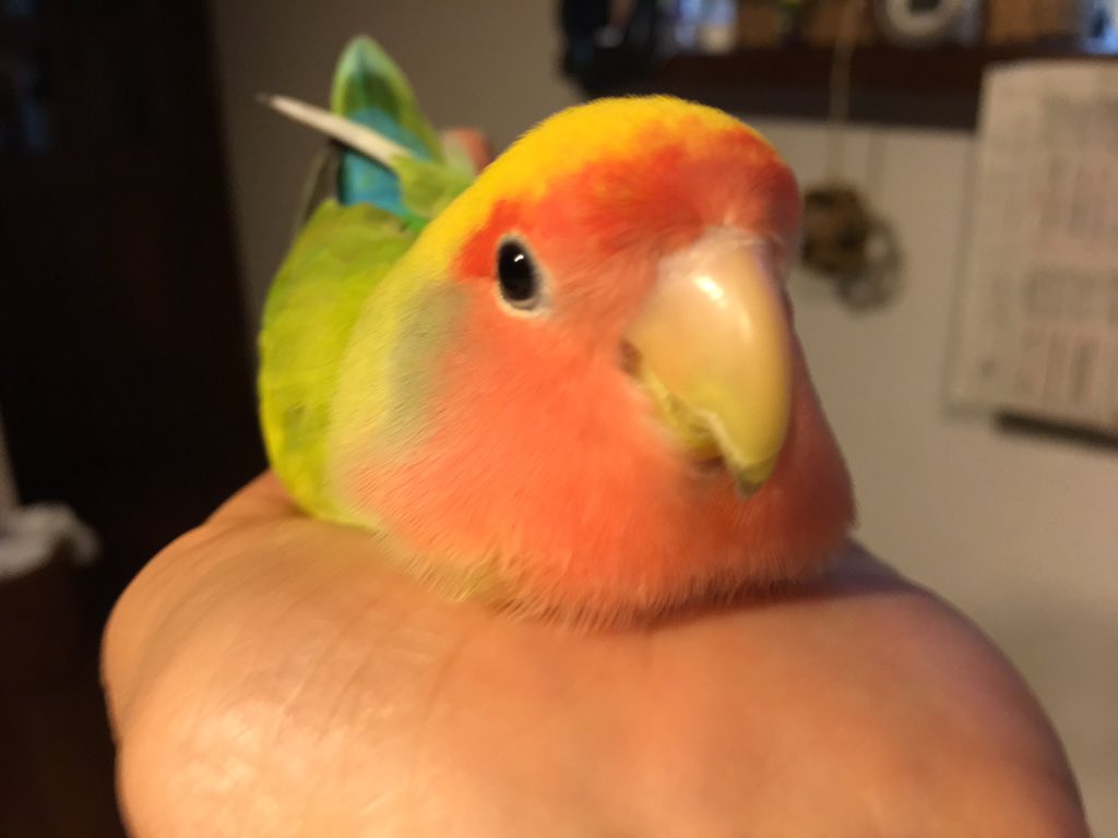 ももすけ בטוויטר 君はおにぎりかい コザクラインコ ラブバード インコ 癒し かわいい
