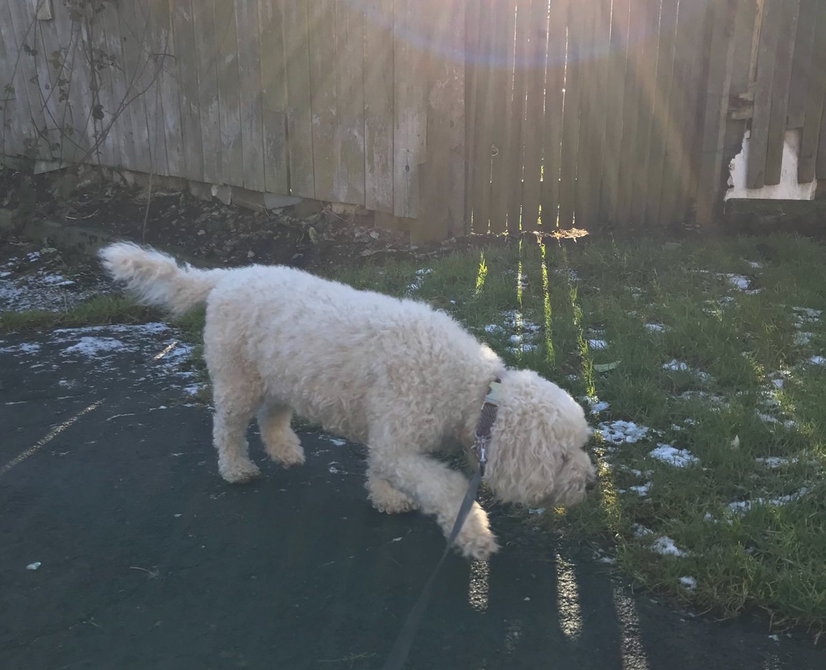 Diggler630's tweet photo. Afternoon mooch with the pooch. I’m a poet and I didn’t even know it lol #stellapoo #diggler630 https://t.co/L7vByxliLq
