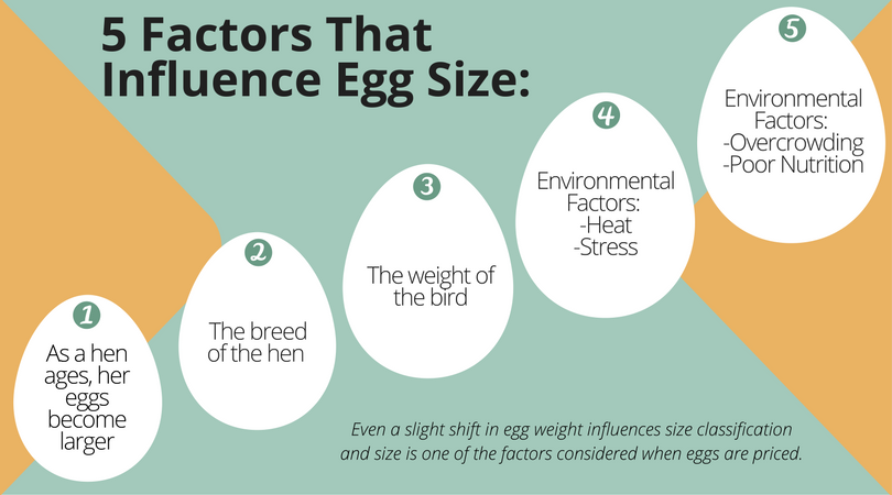 Egg Industry Center On Twitter Have You Ever Wondered Why eggs Range 
