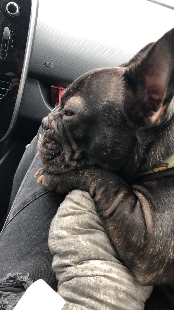 breethefrenchie's tweet photo. When I have to Wait I always choose to sleep a bit :) do you? #frenchiesleeping #frenchbulldog #breethefrenchie #frenchie #905 #studio905 https://t.co/AscCb67Rbo