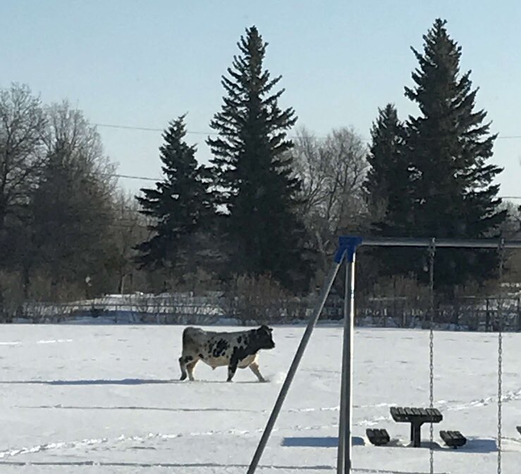 adrienneivey's tweet photo. So, this happened in Tisdale, SK today.
Yes, that is a random bovine, (bull or steer, I can’t quite tell), chilling on the playground.
The best part? When he decided he needed a little extra tackle practice...
#FarmLife #CowsInTown #Football
Thank you AB for the cool pictures! https://t.co/hMS445QLLx