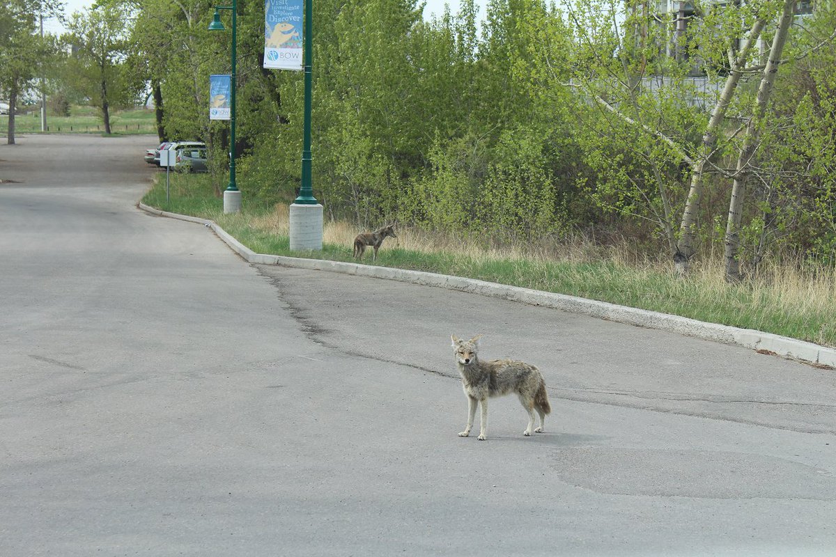 BowHabitat's tweet photo. Are you as wily as a coyote, or maybe as smart as a crow? Find out tomorrow night from 5pm-8pm for only $5 admission.
#yycfamily #yyc #calgary #ininglewood #wildlife #calgarynature https://t.co/9vzzM2PRGr