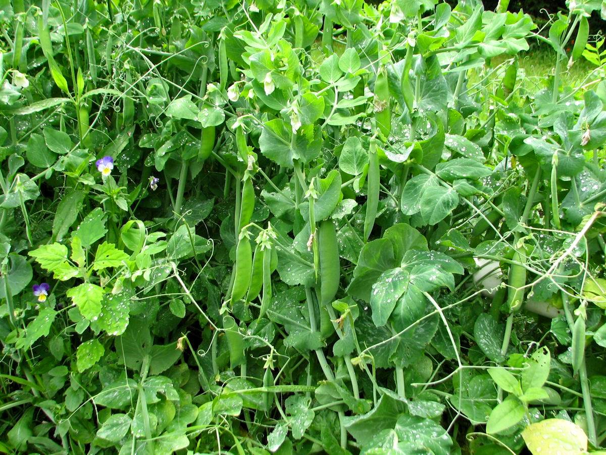 Сидерат горох полевой. Бобовые растение с белыми цветками. Посадка картофеля с горохом. Чечевица горох нут. Растение похожее на маленький горох.