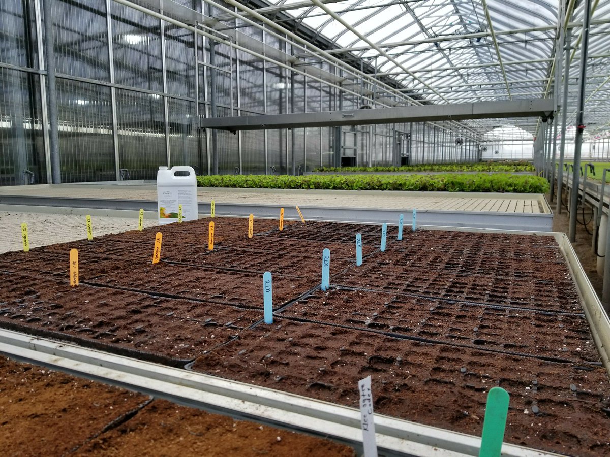 Just finished setting up my first official #Synergro trial for @InocucorTech . This one is in organic greenhouse lettuce.  #soilhealth #planthealth