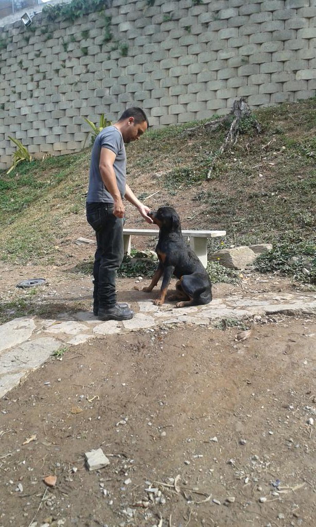 EscuelaDDK9's tweet photo. #Ahora || El instructor canino Daniel Dommar realiza trabajo de adiestramiento y control con el perro hassan de raza (Rottweiler). Quien se entrena para defensa personal https://t.co/w8ErD3KZWN