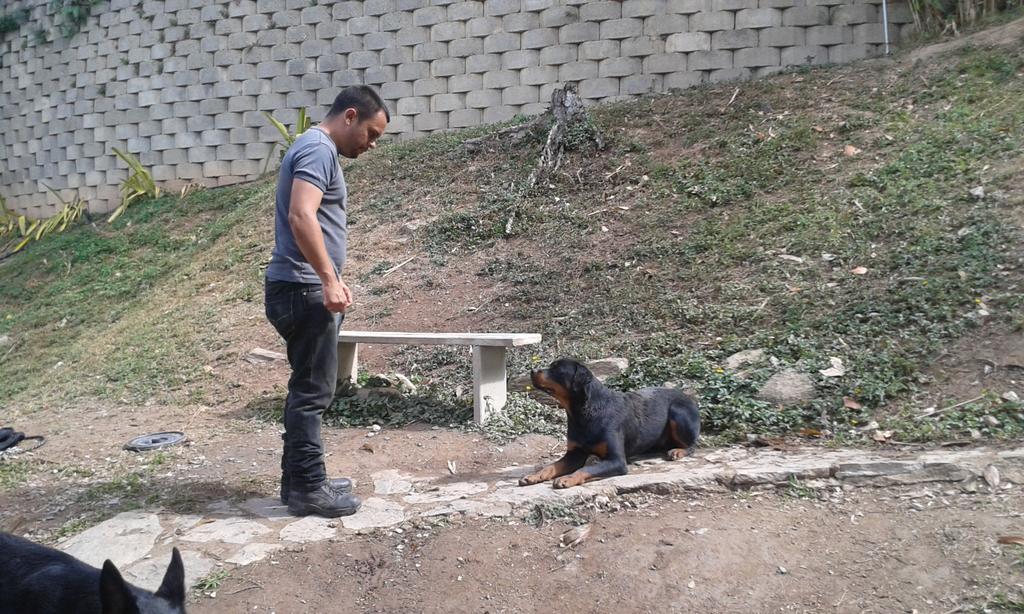 EscuelaDDK9's tweet photo. #Ahora || El instructor canino Daniel Dommar realiza trabajo de adiestramiento y control con el perro hassan de raza (Rottweiler). Quien se entrena para defensa personal https://t.co/w8ErD3KZWN
