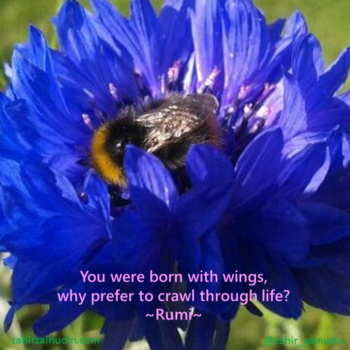 You were born with wings, why prefer to crawl through life?
~Rumi~
