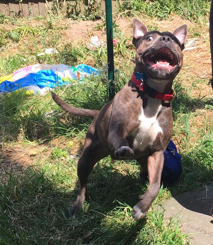 Dakaata's tweet photo. 4th place out of 100! He’ll always be a winner in my eyes though. 🐶. #staffy #BritainsFavouriteDogs #staffordshirebullterrier https://t.co/cC25L22zXQ