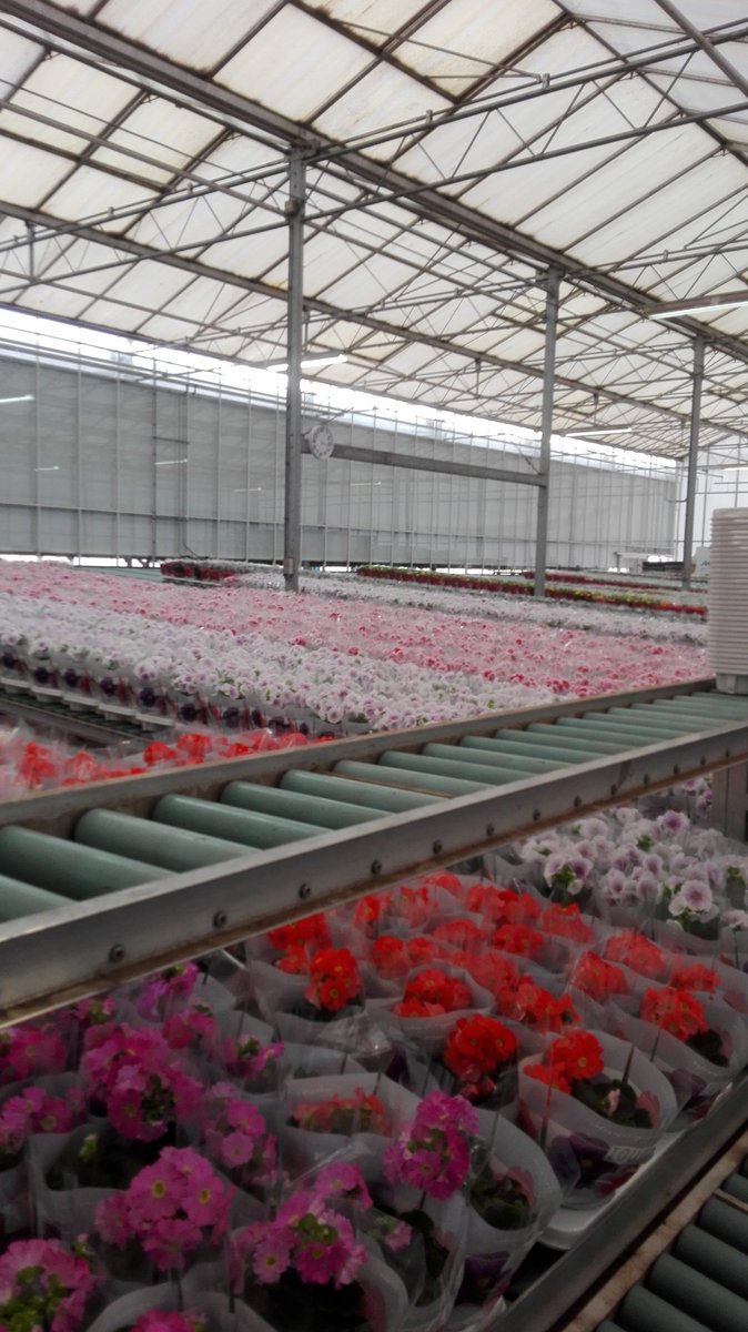den_wijng's tweet photo. Primula obconica van kwekerij Berkhout voor #royalfloraholland Eelde# https://t.co/Xp6xF5YArU