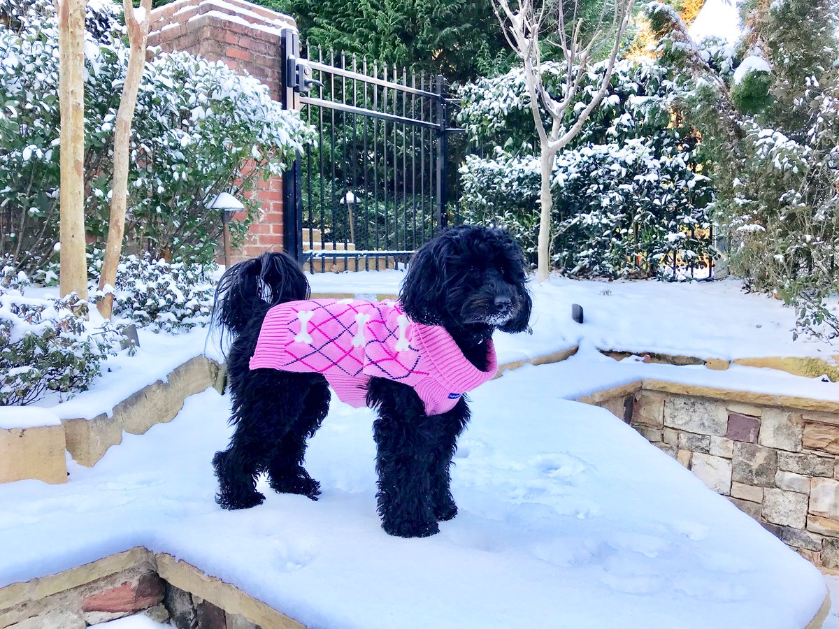 Romp in the Atlanta snow ❄️ #SoBeSol #dogsoftwitter #Labradoodle