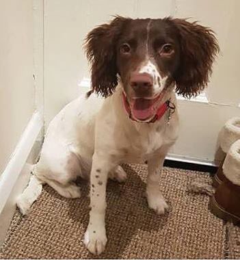 VEE went missing from Goring Way, #Greenford #Ealing West #London UB6 at 7pm last night 16.1.18 - 6 months old, with harness and lead still attached

We need to find this #puppy  quickly Pls RT  Call 07521 048 485
<a href="/DoglostUK/">DogLost</a> doglost.co.uk/dog-blog.php?d….