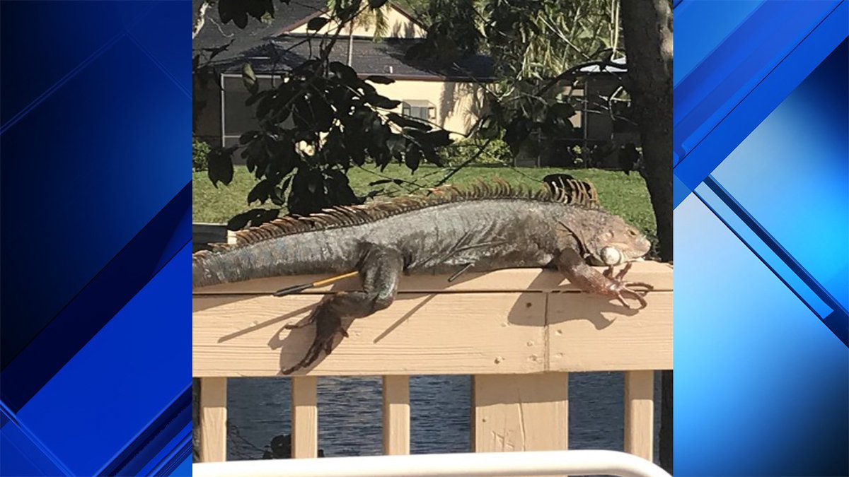Iguana found shot multiple times with crossbow in Plantation bit.ly/2mPZsix?utm_so… https://t.co/s6ygg6fSm2