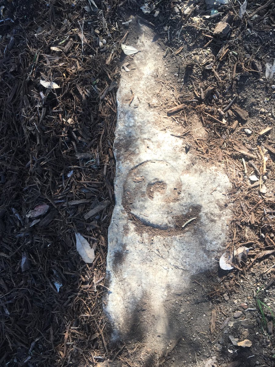BrandeisCC's tweet photo. Brandeis Trail restoration coming along spectacularly! Fossils being found &amp; lots of fun! Go Broncos! https://t.co/JoavIE1B8g