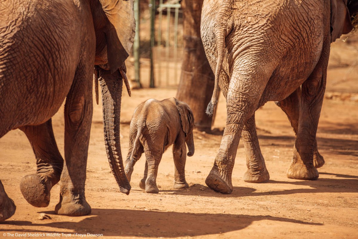 SheldrickTrust's tweet photo. #DidYouKnow, a family of elephants will walk at the pace of their slowest member to ensure no one gets left behind! #WednesdayWisdom https://t.co/YrykA6gXyf