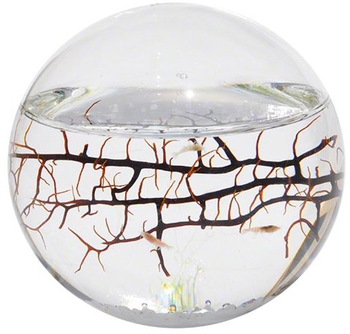 _DealsToday's tweet photo. The EcoSphere Closed Aquatic Ecosystem puts a living world right on your desk. https://t.co/LHaX5VdheI #GiftsForDad #GiftsForGeeks #Biosphere https://t.co/RuVRtrW0GH