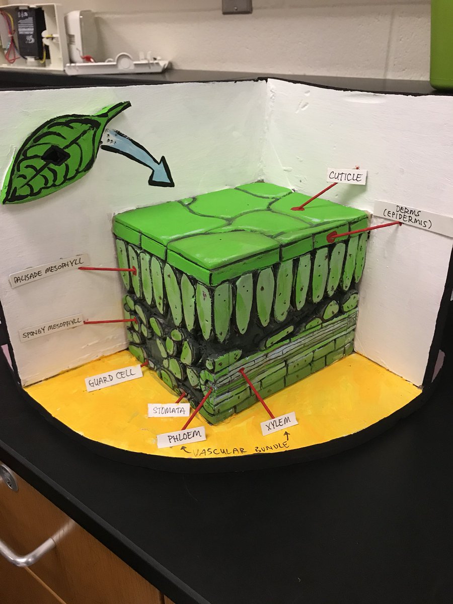 KyleShroyer12's tweet photo. Quality plant projects!! #learnbydoing #biology #HolmesHS @NISD https://t.co/RnUbOBNDIT