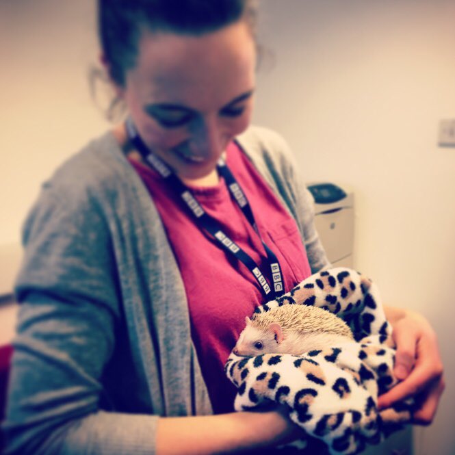 Meanwhile, in local radio.. #GoodNews #Hedgepig #LocalNewsForLocalPeople