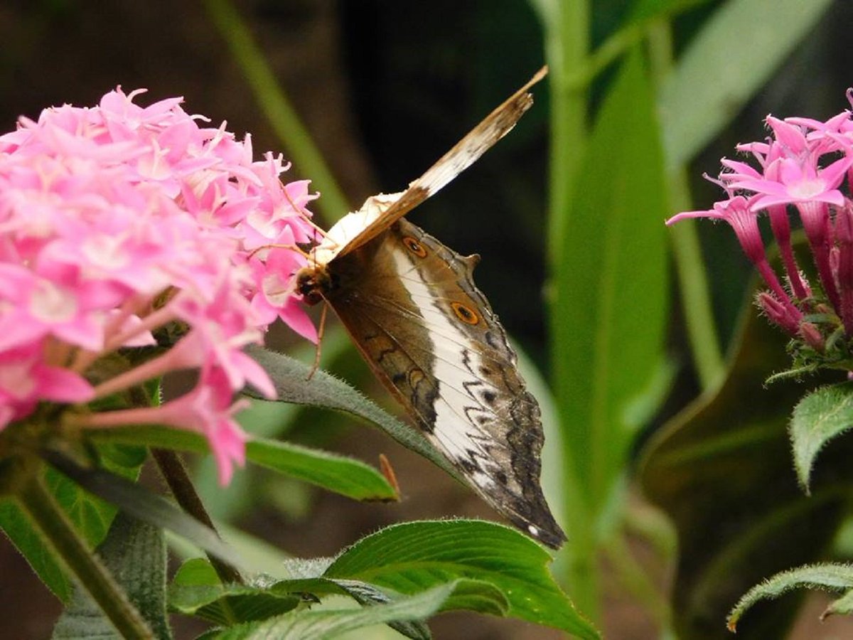 successfullyca's tweet photo. #wildlife in #canada 😀 Took these beautiful pictures out @TheTorontoZoo. What an amazing time!
#Toronto #WildlifeWednesday #wildlifephotography #Ontario #newtocanada #immigrant #immigrantsarewelcomehere #beautiful #tigers #butterfly #canadalife https://t.co/EGX3NVAKTQ