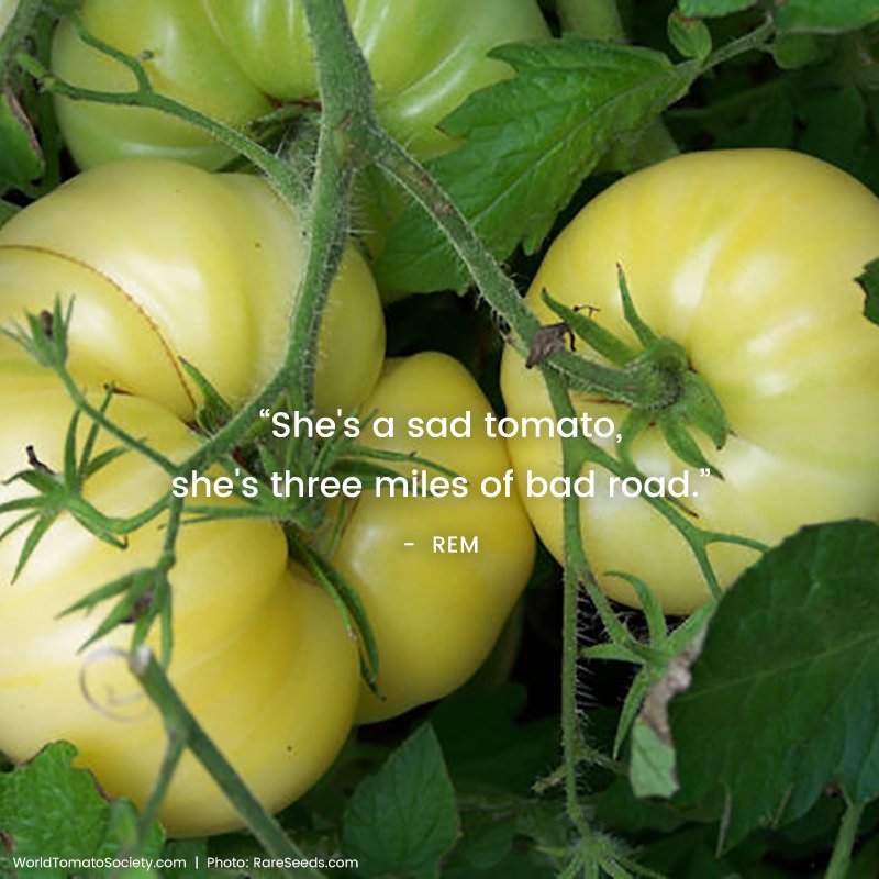 Would you let R.E.M. sing to your tomatoes?
Fantome du Laos - reportedly from Laos, where there’s a tale that when ghosts are about, this tomato will glow in the dark.
<a href="/rareseeds/">Baker Creek Seeds</a>  <a href="/remhq/">R.E.M. HQ</a> 
bit.ly/2mFMP8E
#quoteoftheday  #health #nutrition #healthydiet #foodie