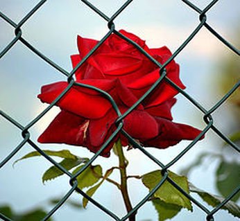 Great start to the New Year.  Our short script, "Scarlet", based on "The Scarlet Letter," written by <a href="/ipamelajones/">Pamela Jones</a> is in the FINALS at Canada Independent Film Festival!