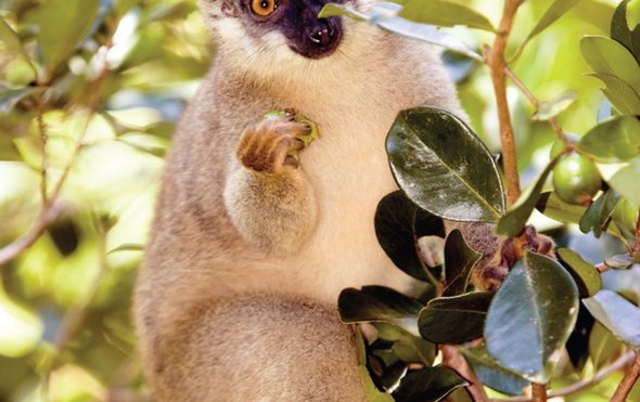 Caley Bonomi (@caleymonkey) on Twitter photo Very happy to have been asked to comment for Scientific American <a href="/SciAm/">Scientific American</a> in their write-up of the Donati et al. 2017 lemur fruit nitrogen paper: scientificamerican.com/article/why-le… Original article here: nature.com/articles/s4159… <a href="/Guiseppe_Donati/">Giuseppe Donati</a> #lemurs #Madagascar Very happy to have been asked to comment for Scientific American <a href="/SciAm/">Scientific American</a> in their write-up of the Donati et al. 2017 lemur fruit nitrogen paper: scientificamerican.com/article/why-le… Original article here: nature.com/articles/s4159… <a href="/Guiseppe_Donati/">Giuseppe Donati</a> #lemurs #Madagascar