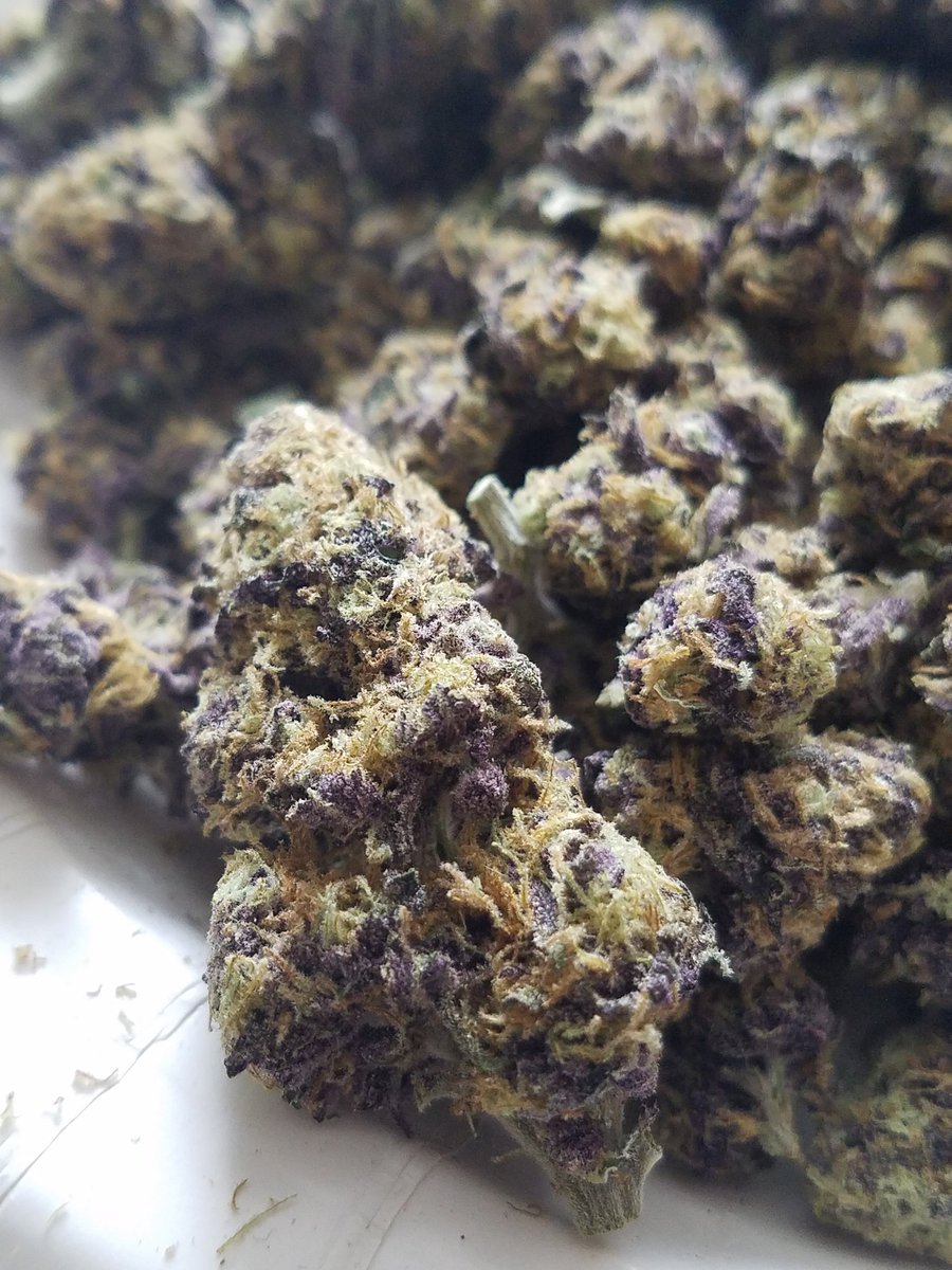 DeviantDabs's tweet photo. RT @AJCourtier: Velvet Pie #weedporn #weedfeed #purplebud https://t.co/xWAKXYLLkz #DeviantDabs  #WednesdaysWeed #cannabis #marijuanadabs https://t.co/4sWvUya9Vj