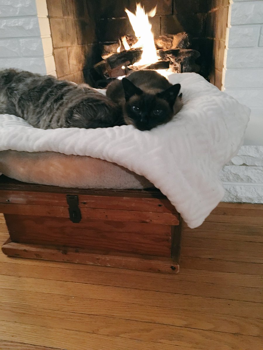 rebbford's tweet image. When Jack passed he left behind his snuggle buddy sister who is now a bit depressed. So my mom made her a little pillow to snuggle with that’s the same size and similar colors 😭😞