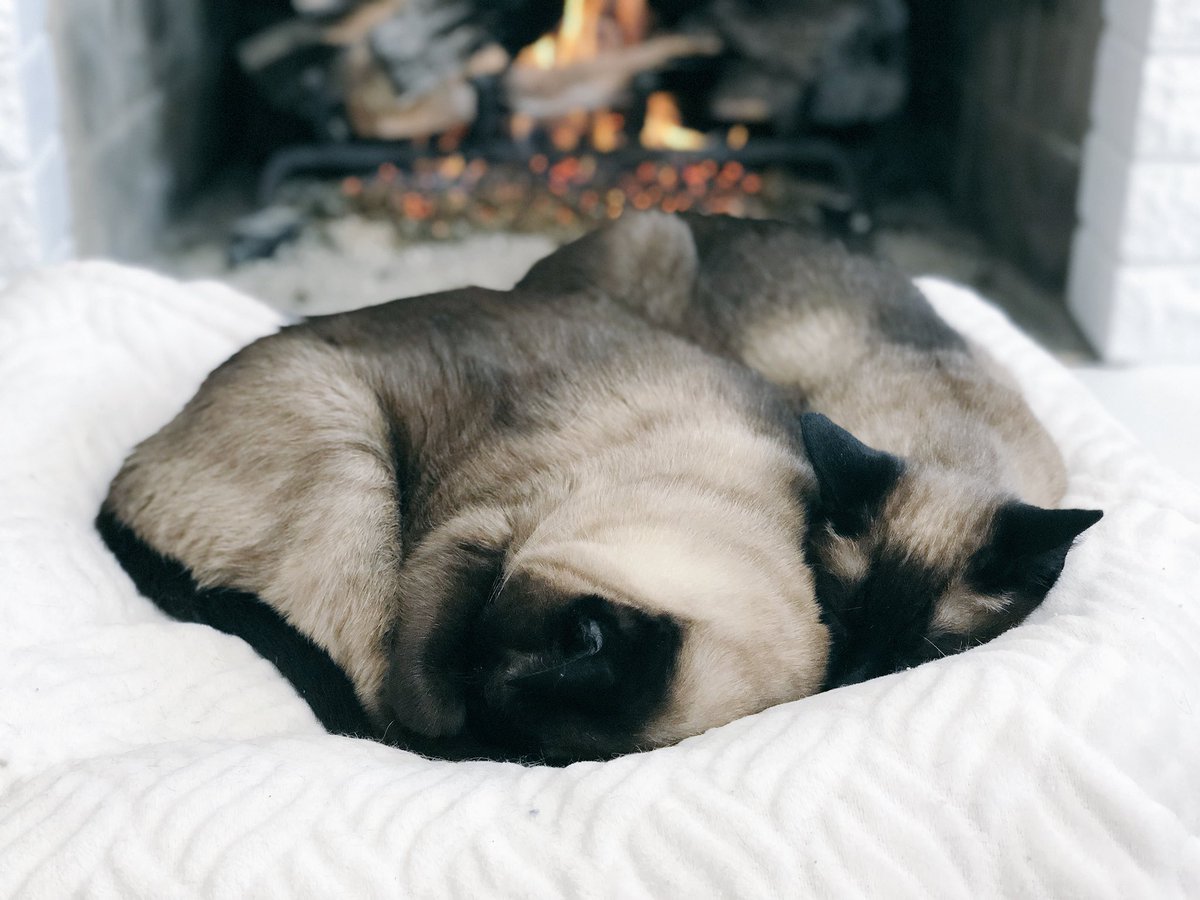 rebbford's tweet image. When Jack passed he left behind his snuggle buddy sister who is now a bit depressed. So my mom made her a little pillow to snuggle with that’s the same size and similar colors 😭😞