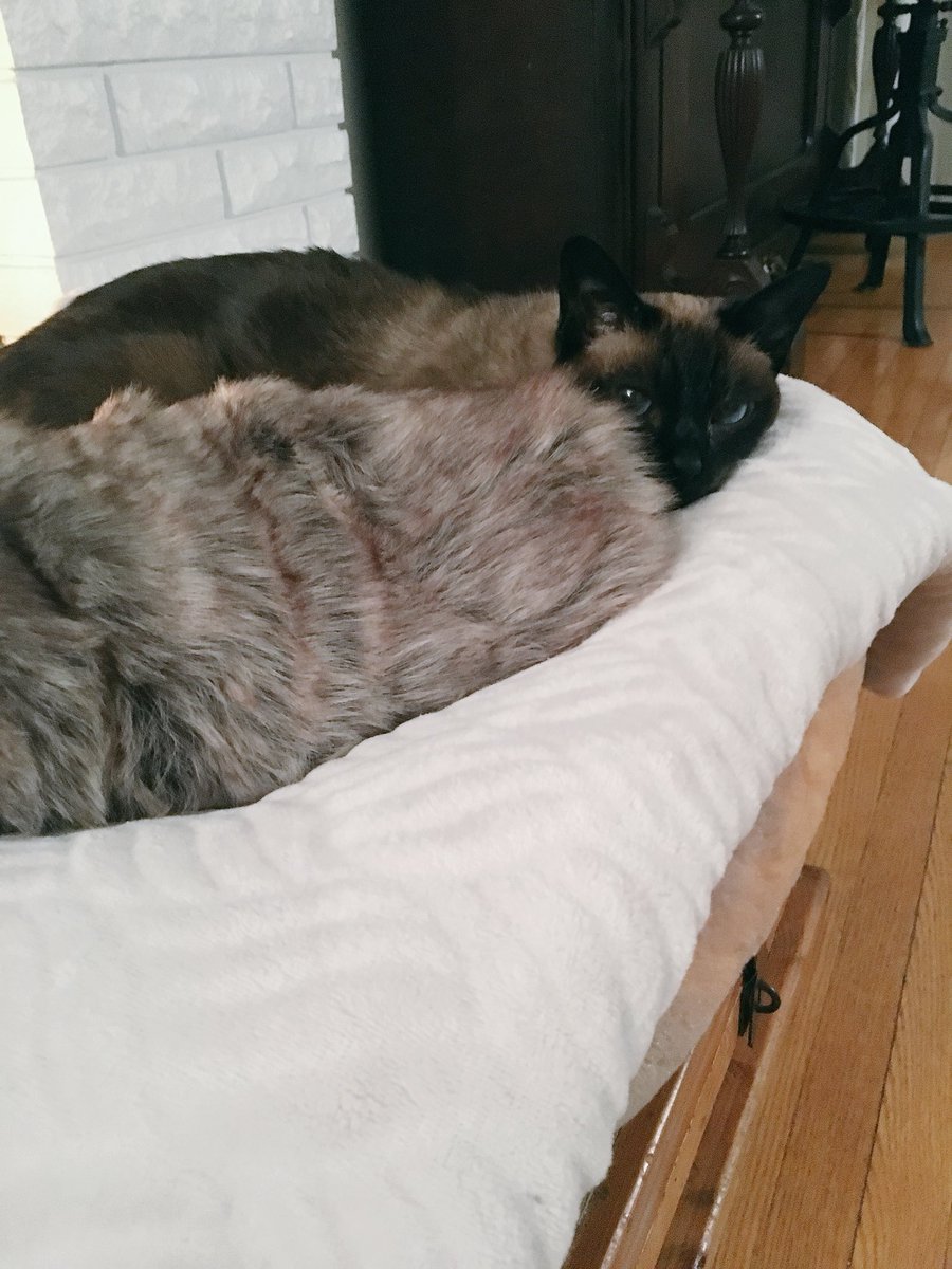 rebbford's tweet image. When Jack passed he left behind his snuggle buddy sister who is now a bit depressed. So my mom made her a little pillow to snuggle with that’s the same size and similar colors 😭😞
