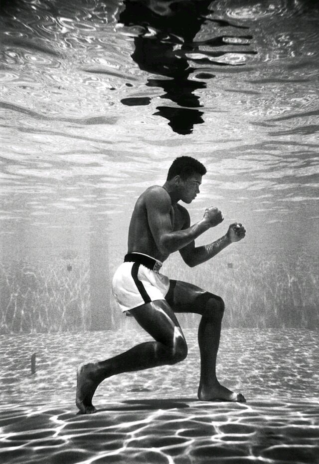 RichardEdenfie1's tweet photo. #vss365
Eye fish swim in long tailed #knuckled distraction treading water like drowning boxer in middle of a wedding ring punching in and out of work while dreaming of beltway home he will wear as reminder of another victory as headlights swerve to meet camera flash of reporters. https://t.co/1pEIdqAjOz