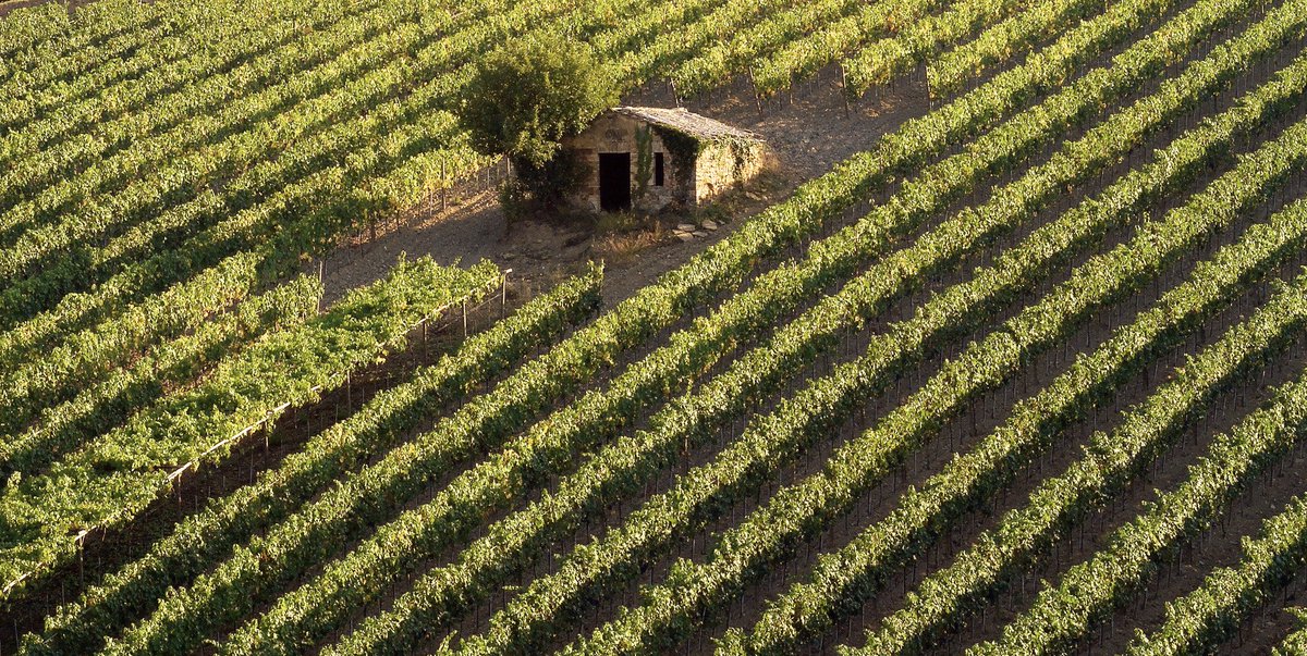 JohnMFodera's tweet image. Did you miss this?  It'll be top page for a while. Come on!  johnfodera.com/2012-brunello-… #lisini #gaja #fuligni #costanti #coldorcia #siropacenti #brunello #wine