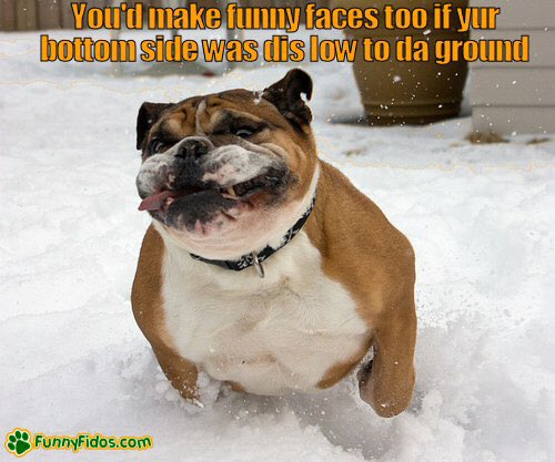 PETSatPLAYrva's tweet photo. We will be open tomorrow so no more bottoms have to endure this! 

#rvadog #rva #dogdaycare #churchhill #churchhillrva https://t.co/VvK1qSlm05