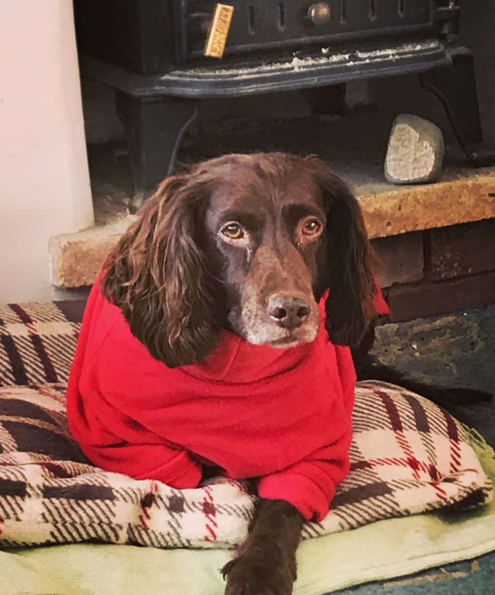 SarahWash's tweet photo. Keeping snug in my #newcoat #itsaspanielthing ❤️ https://t.co/n3o1NCDGI0