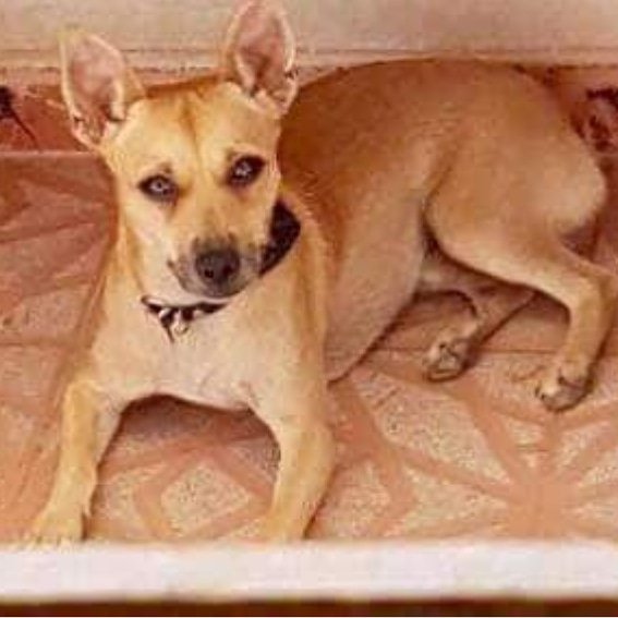 DogsRescueC's tweet photo. PERRO PERDIDO!!! LE HAS VISTO???🔊🔊
Se llama Duki, es macho y va chipado.
Tiene poco más de un año, lleva un collar negro y tiene la cola corta.
Se ha perdido por el RECINTO FERIAL DE TOTANA y su familia está preocupada.
Si le has visto o sabes algo de él contacta al 680771614 https://t.co/YgdEFxil8r