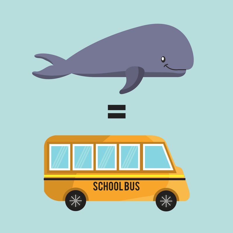 Blue Whale Size Comparison To School Bus