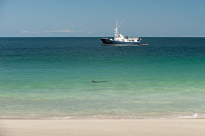 Celebrating 10 years of #wildlifephotography #cruises with Chris Gomersall who took the first photo of the first white-tailed eagle born in the wild in 1985 after the reintroduction of the species #Mull <a href="/VisitMull_Iona/">Visit Mull & Iona</a> <a href="/ArgyllMTourism/">Argyll MarineTourism</a> <a href="/Argyll_IslesApp/">Argyll and the Isles</a> <a href="/skyeandfrisa/">Skye and Frisa</a> @PhotoArgyll