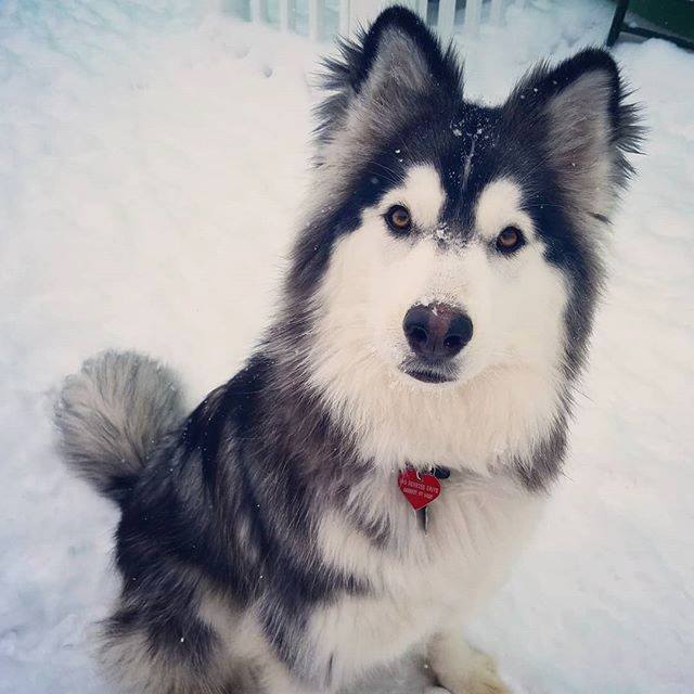 PattiKlumpp's tweet image. Happy 1st Birthday, Nikki!!! Nikki brings so much fun, joy, and laughter, to daycare. We're so grateful her parents chose to entrust her care, to us. 🎂🐕🎈🎉♥ #birthdaygirl #nikki #huskiesofinstagram #husky #dogdaycarerocks #funwithfriends #k9kidscl… ift.tt/2h923Ut
