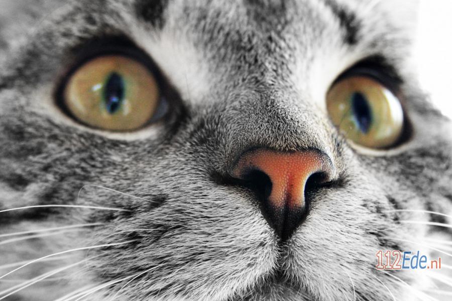 🚨 Dodelijke en zeer besmettelijke kattenzieke opgedoken 112.press/QBfK8g #112Nieuws https://t.co/ixBEHqU6Tr